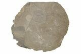 Ordivician Trilobite (Declivolithus) Fossil - Morocco #218769-1